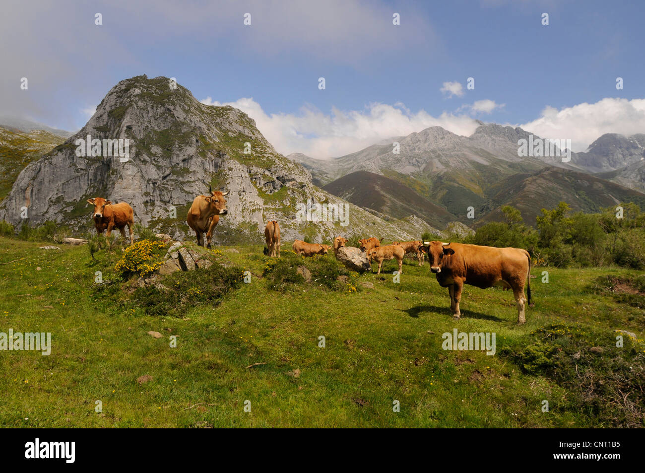 Gli animali domestici della specie bovina (Bos primigenius f. taurus), allevamento di bestiame nei Monti Cantabrici, Spagna Cantabria, Kantabrisches Gebirge Foto Stock