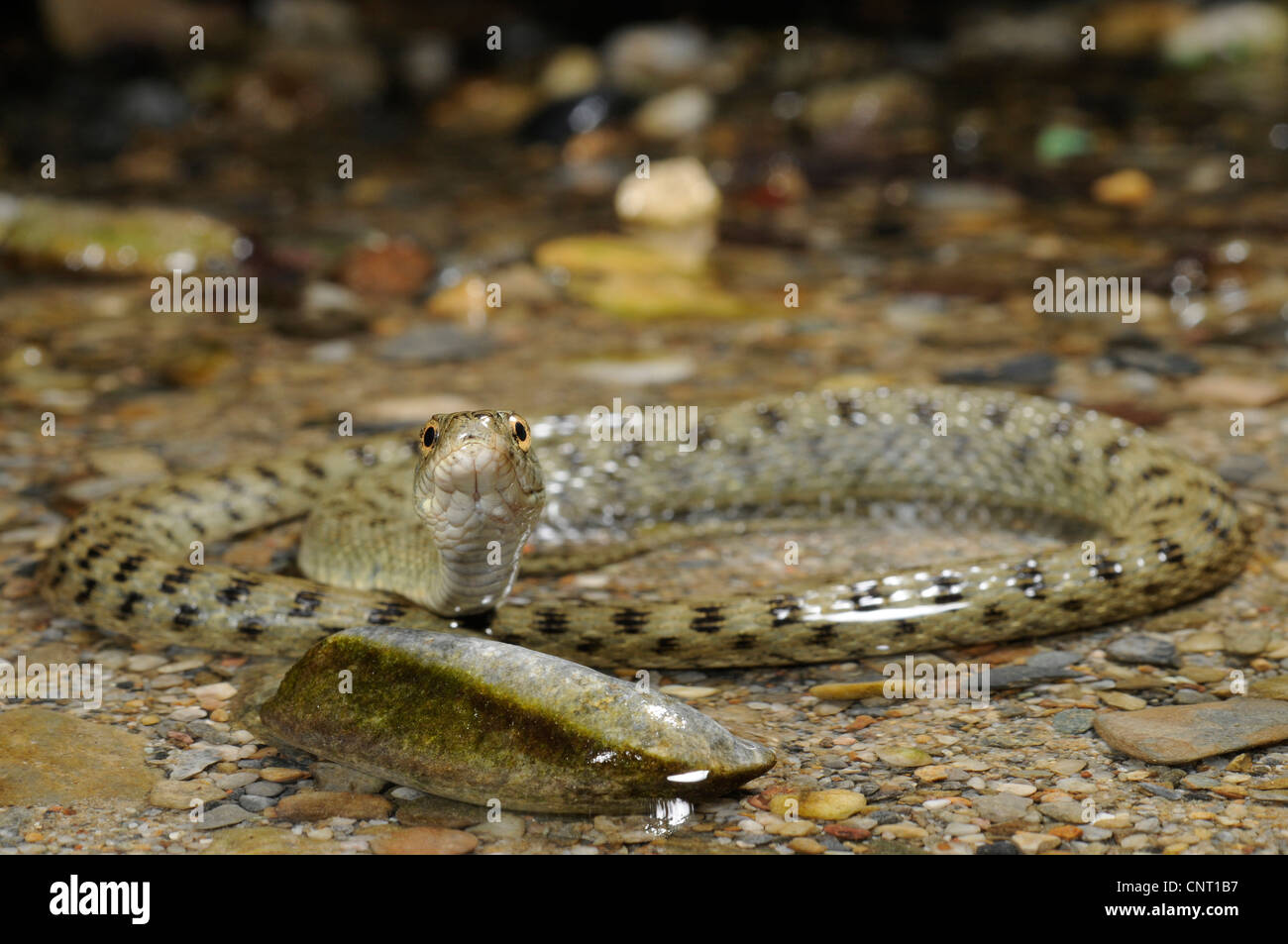 Biscia tassellata (Natrix tessellata), per le acque di un torrente, rettile dell'anno 2009, la Grecia, Creta, Kournas vedere Foto Stock