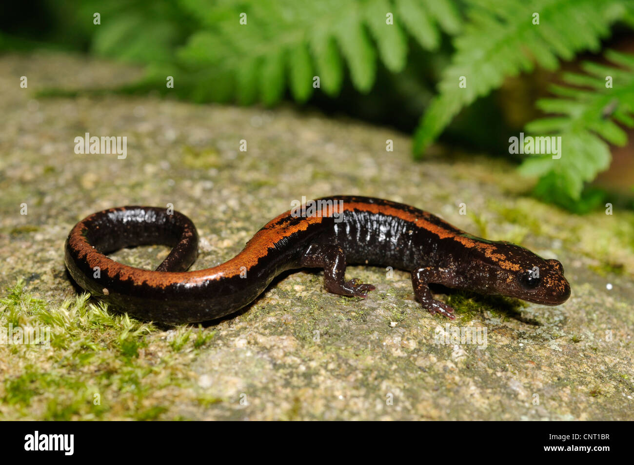 Gold-striped salamander (Chioglossa lusitanica), sulla pietra di muschio, Spagna Galizia, Naturpark Monte Aloia Foto Stock