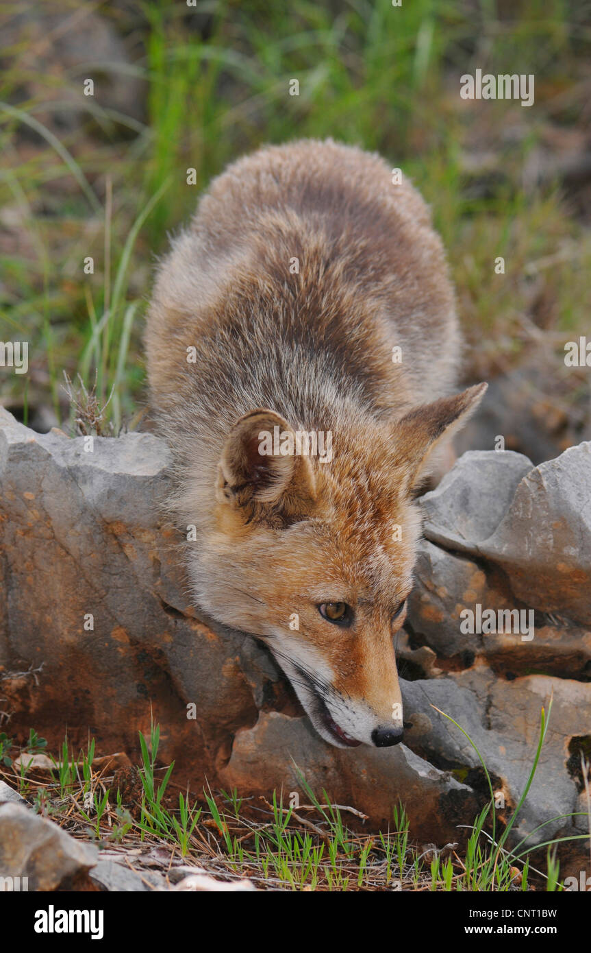 Red Fox (Vulpes vulpes vulpes), sui mangimi, Spagna, Andalusia, Naturpark Sierra de Cazorla Foto Stock