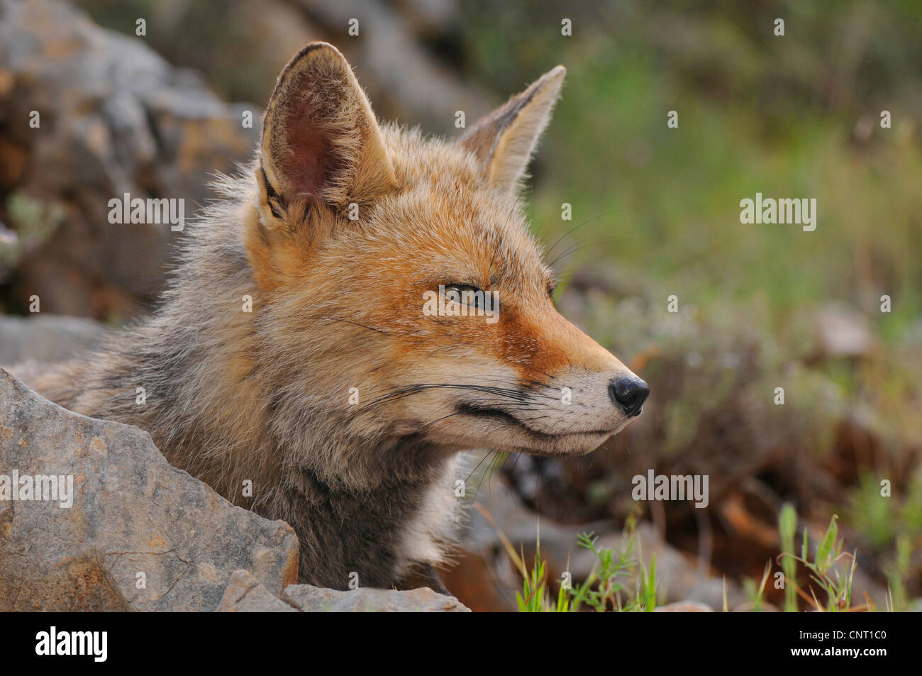 Red Fox (Vulpes vulpes vulpes), ritratto, Andalusia, Naturpark Sierra de Cazorla Foto Stock