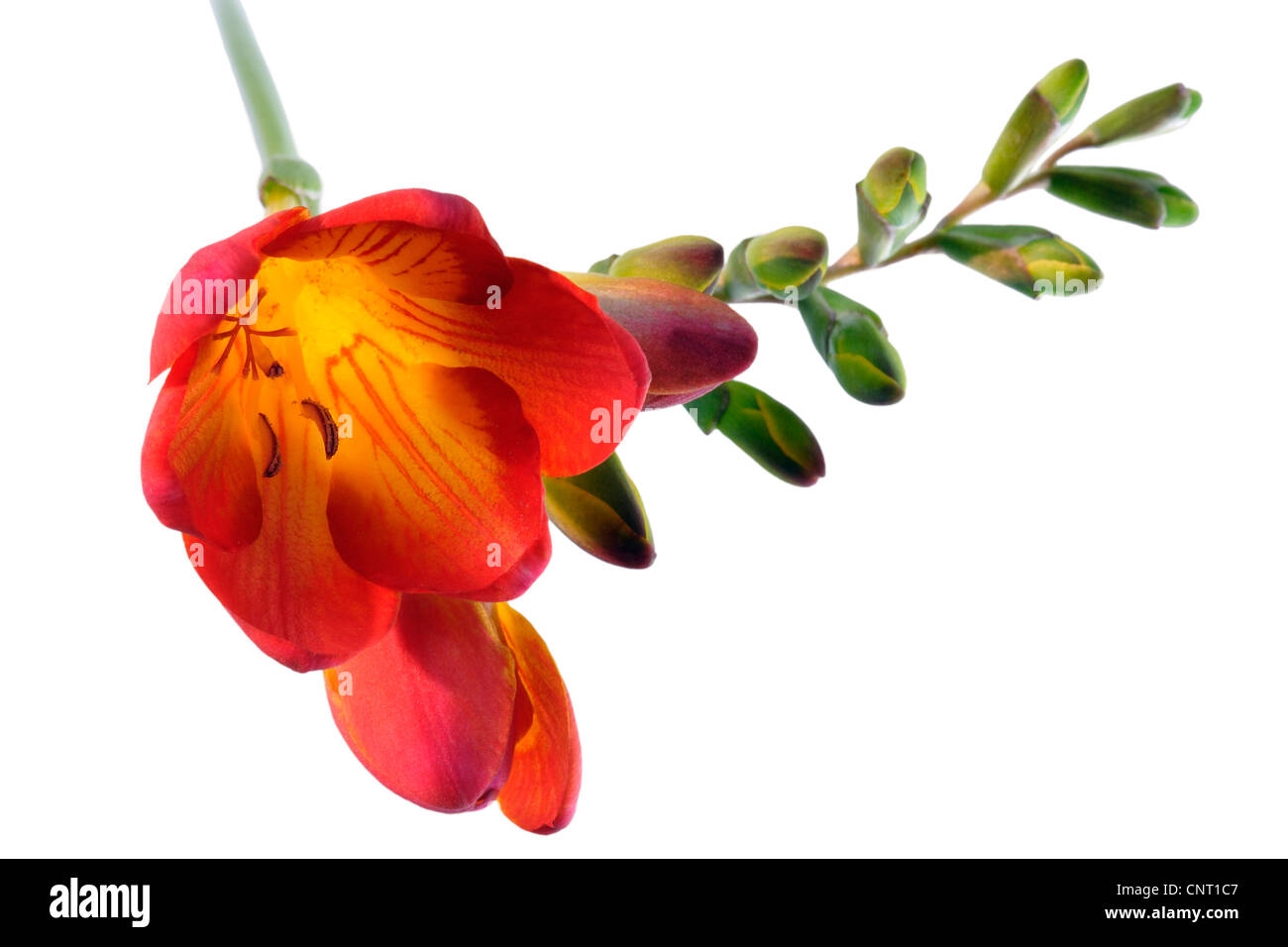 Fresia (Fresia spec.), infiorescenza con boccioli di fiori Foto Stock