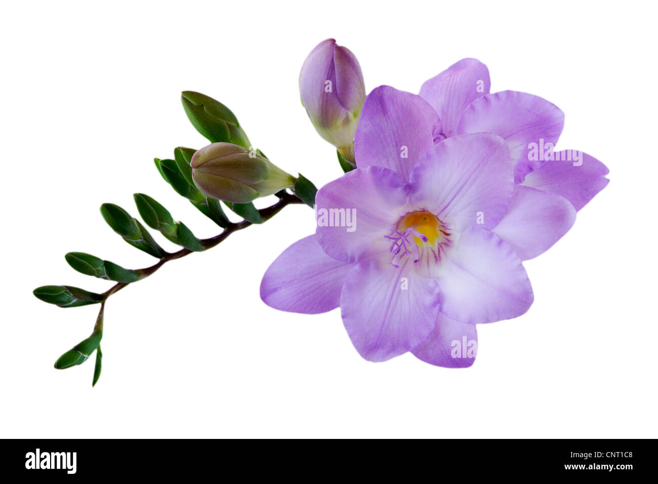 Fresia (Fresia spec.), infiorescenza con boccioli di fiori Foto Stock
