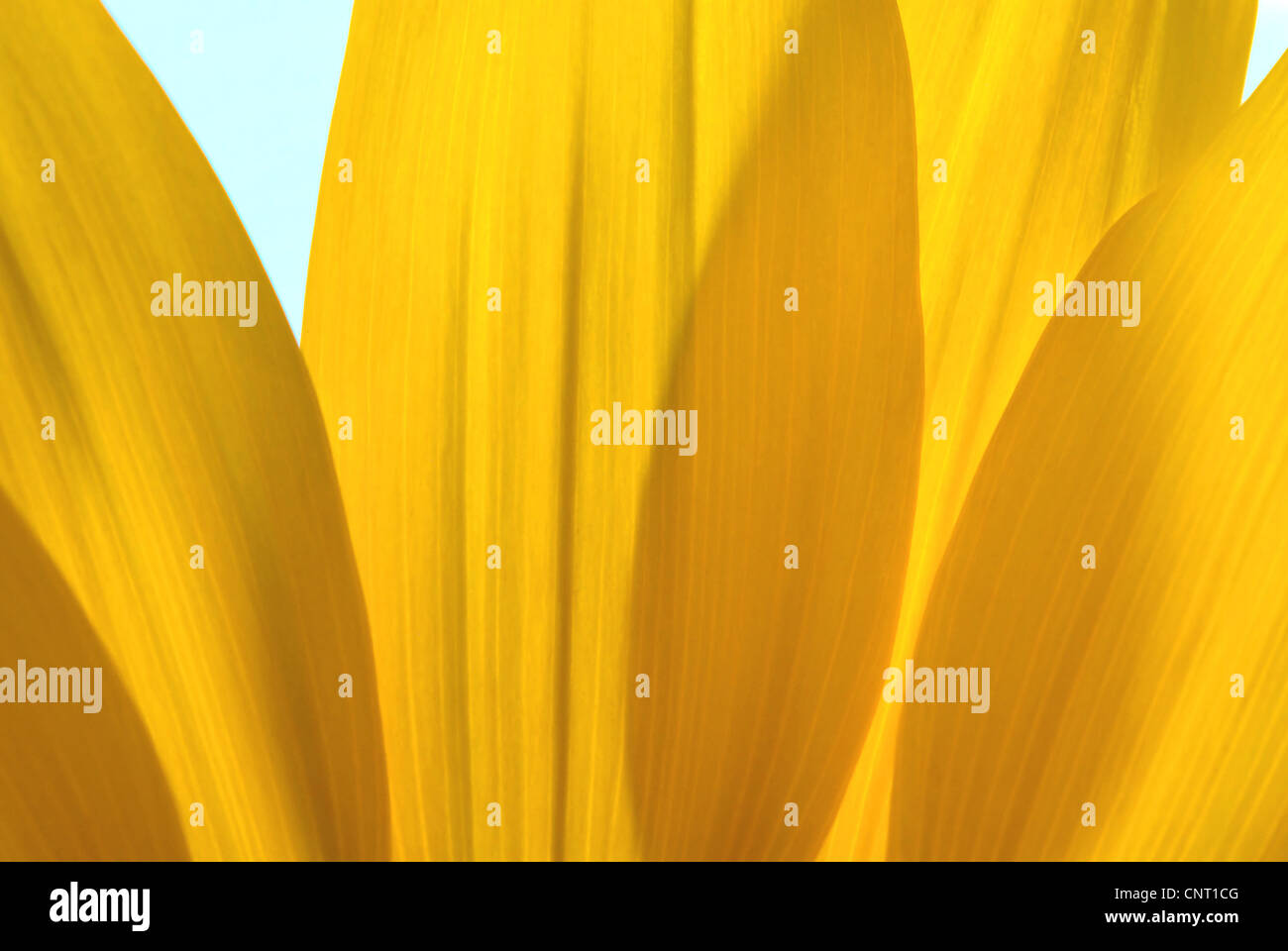 Comune di girasole (Helianthus annuus), sun petali di fiori con una luce che risplende attraverso Foto Stock