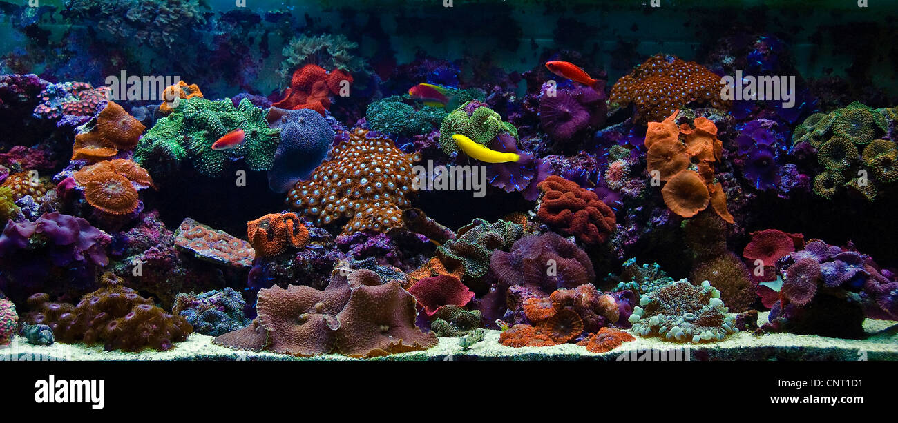 Coral reef aquarium per fluoresceent coralli ed altri Cnidaria Foto Stock