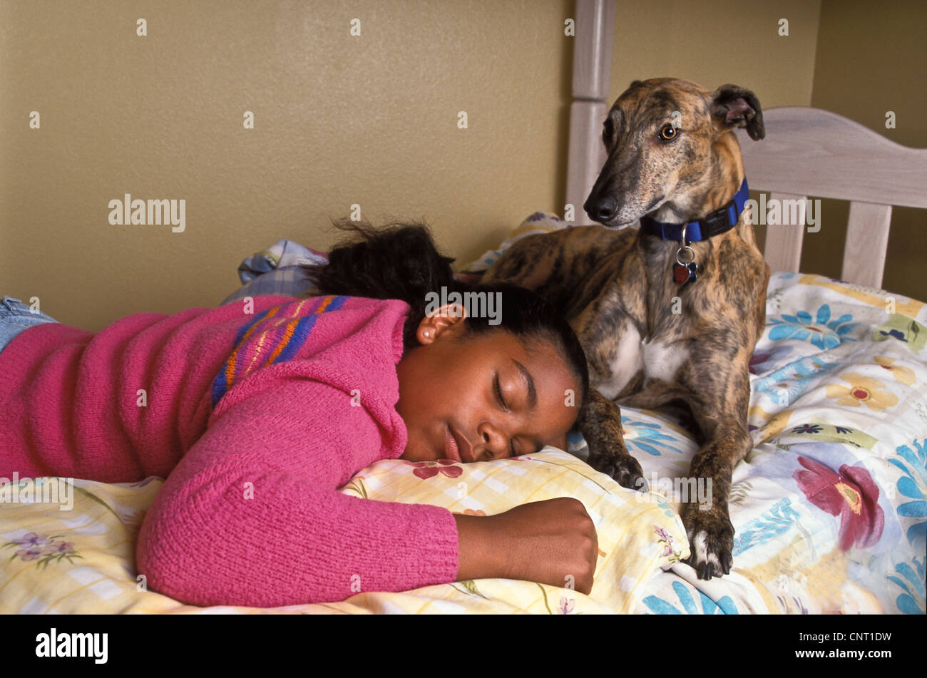 Etnico razziale multiculturale interracial 10-11 anni bambino addormentato levriero cane con collare close up © Myrleen Pearson ...Ferguson Cate Foto Stock