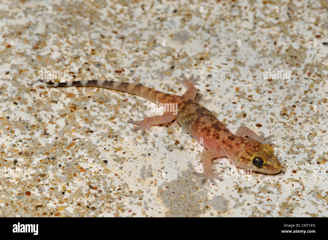 Bagno turco gecko, Mediterraneo gecko (Hemidactylus turcicus), capretti su un muro di cemento, Grecia, Peloponnes, Messinien Foto Stock