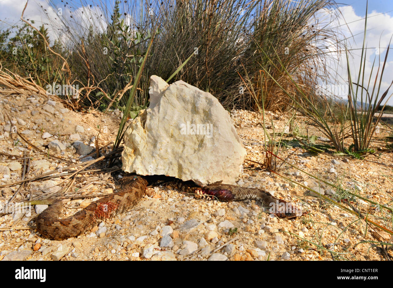 Sabbia viper, naso-viper a corno (Vipera ammodytes), colpito da un uomo con una pietra, Grecia, Peloponnes Foto Stock