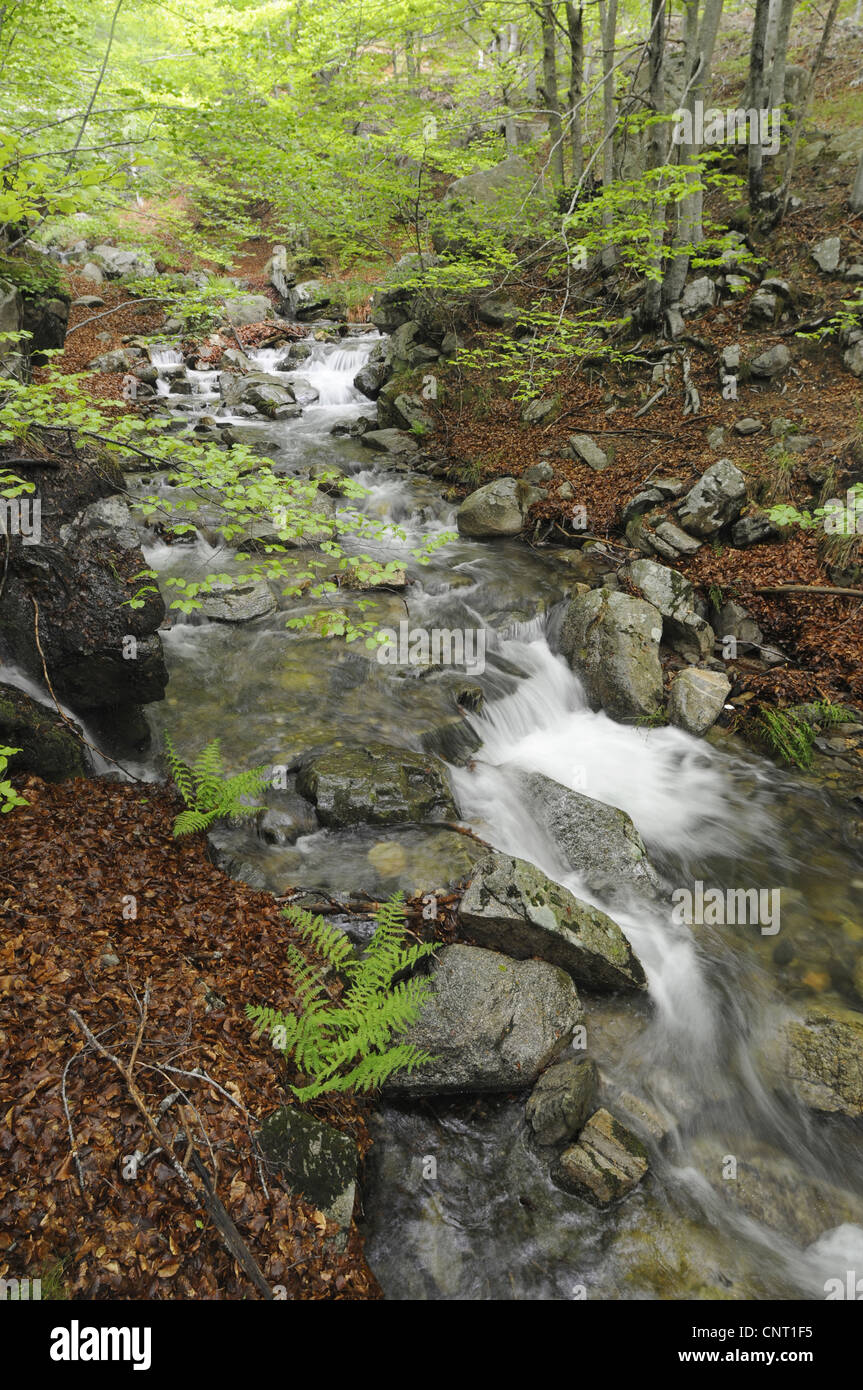 Creek nel bosco di latifoglie in natura Montseney Park, Spagna, Katalonia, Montseney Naturpark Foto Stock