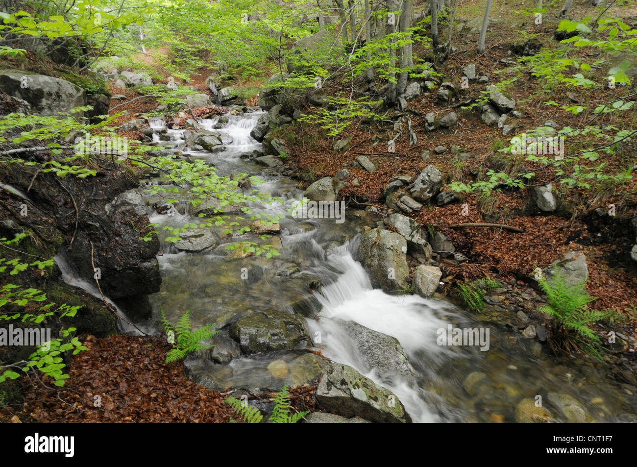 Creek nel bosco di latifoglie in natura Montseney Park, Spagna, Katalonia, Montseney Naturpark Foto Stock