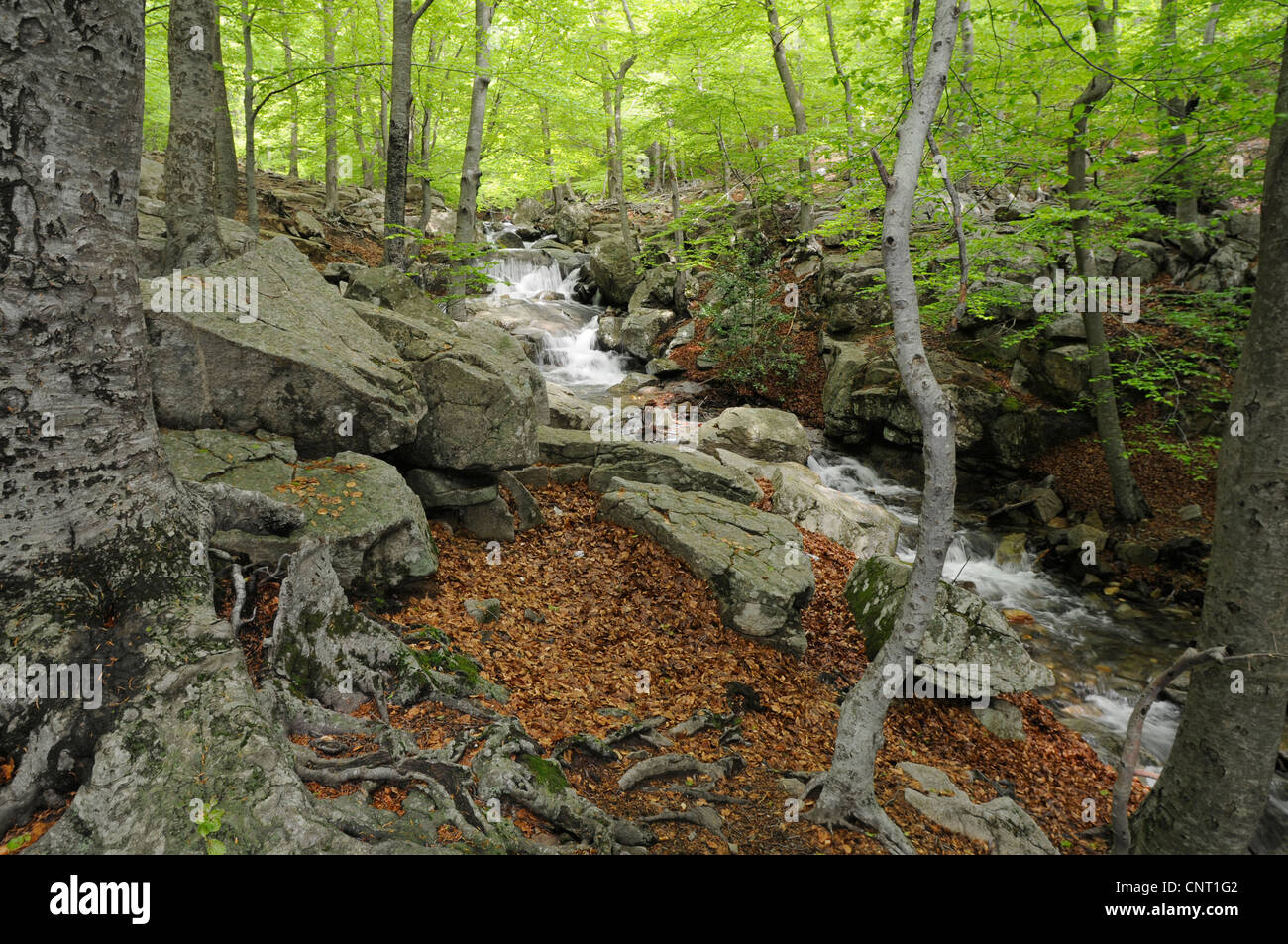Creek nel bosco di latifoglie, Spagna, Katalonia, Naturpark Montseny Foto Stock