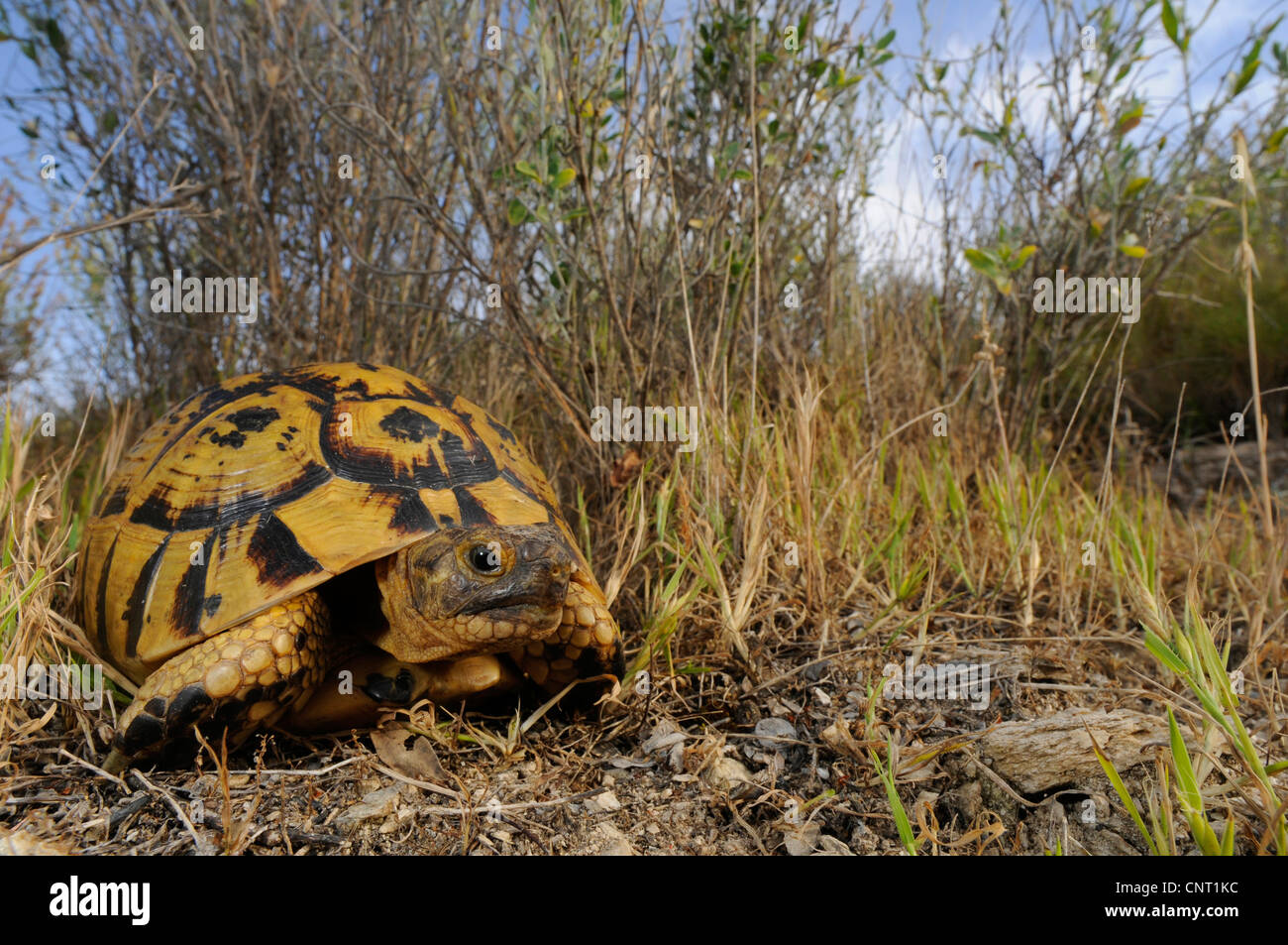 Sperone-thighed tartaruga, sperone mediterraneo-thighed, tartaruga testuggine comune, tartaruga greca (Testudo graeca), individuo adulto in habitat, Spagna Murcia Foto Stock