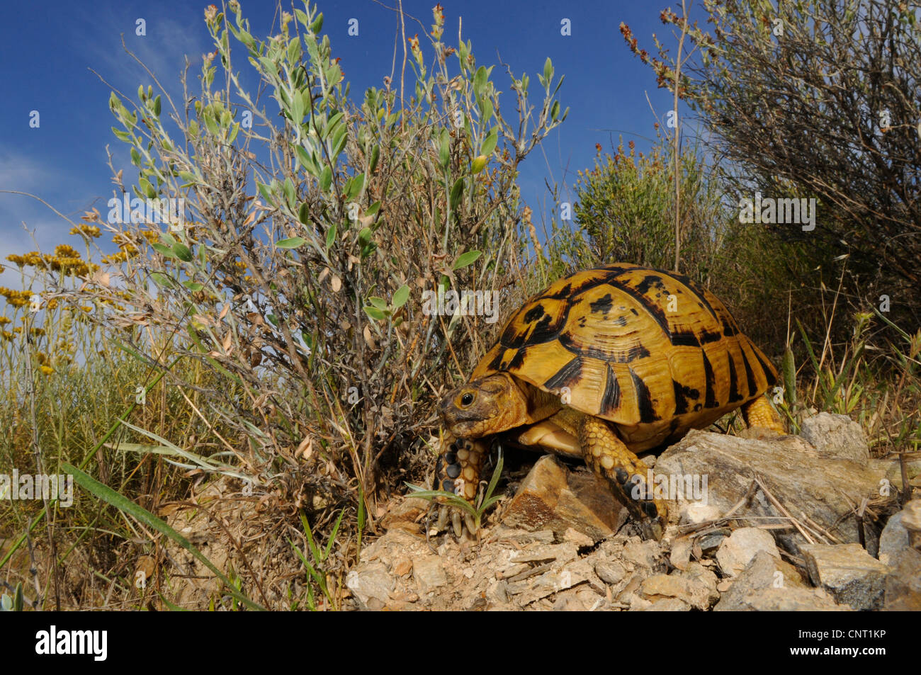 Sperone-thighed tartaruga, sperone mediterraneo-thighed, tartaruga testuggine comune, tartaruga greca (Testudo graeca), biotop, Spagna Murcia Foto Stock