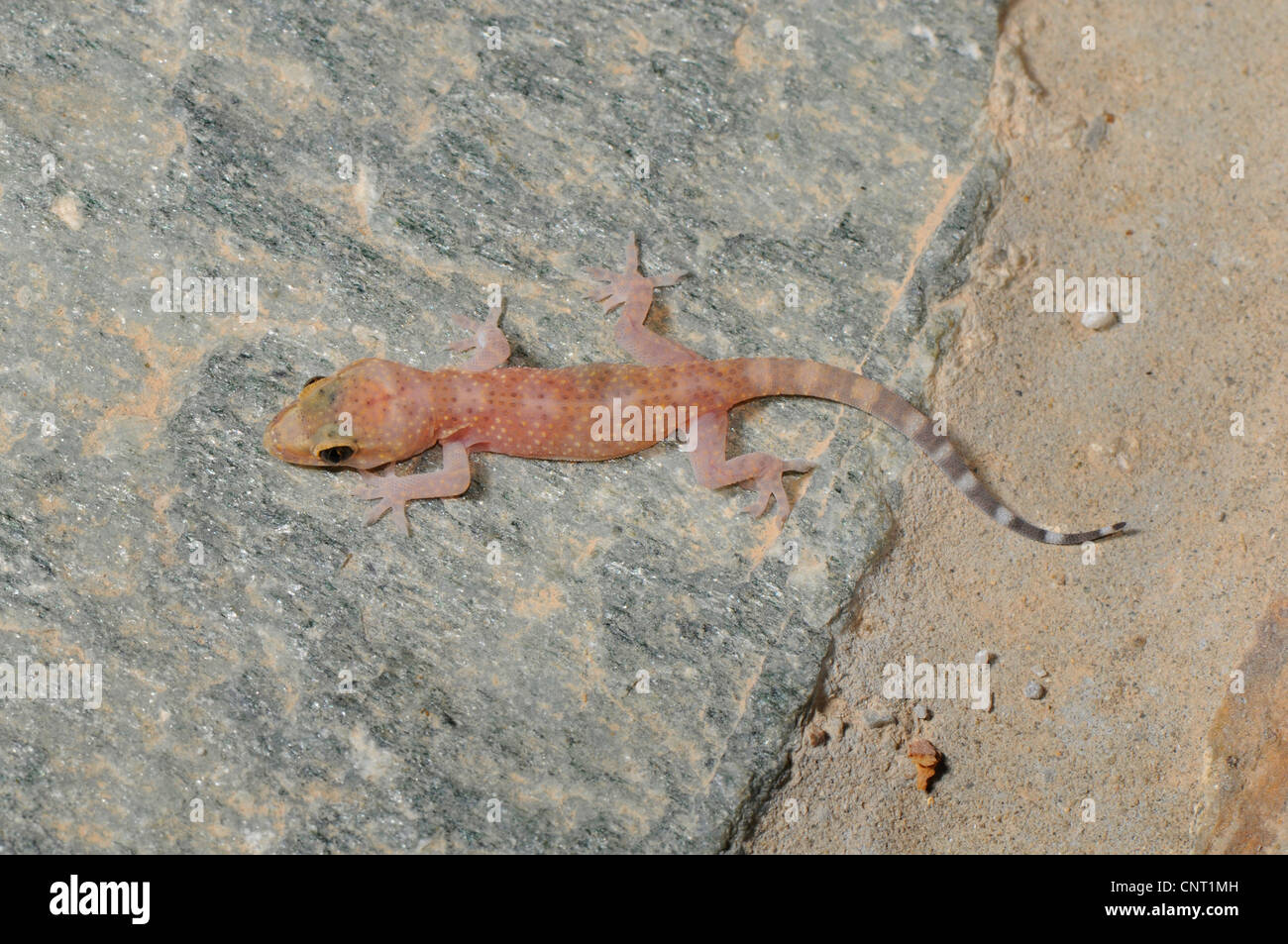 Bagno turco gecko, Mediterraneo gecko (Hemidactylus turcicus), arrampicata su un mantello, Grecia, Creta Foto Stock