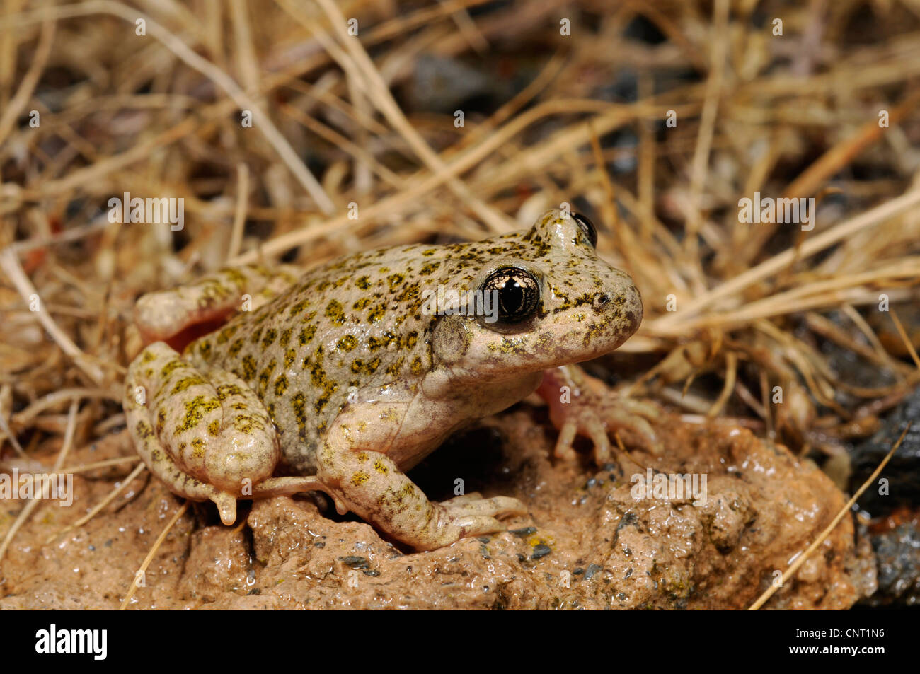 Iberica sud ostetrica toad (Alytes dickhilleni), su pietra, Spagna Murcia Foto Stock