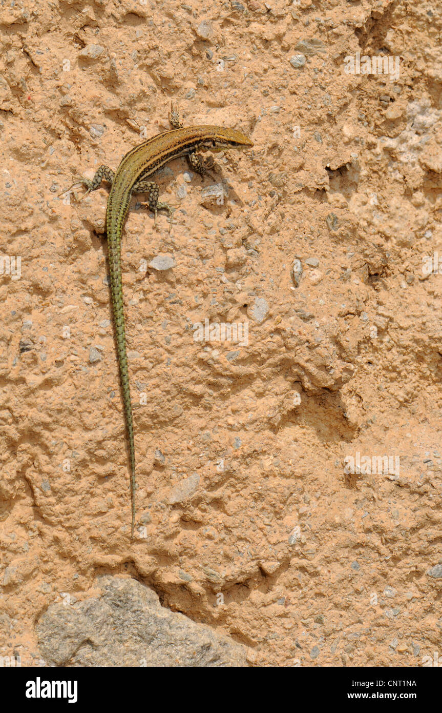 Iberian lucertola muraiola (Podarcis hispanica s. str. , Lacerta hispanica s. Str.), si arrampica sulla parete, Spagna Murcia Foto Stock