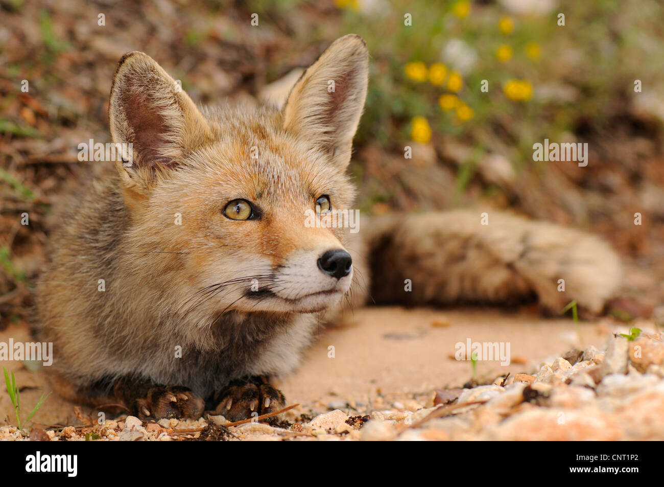 Red Fox (Vulpes vulpes vulpes), sdraiato, Andalusia, Naturpark Sierra de Cazorla Foto Stock
