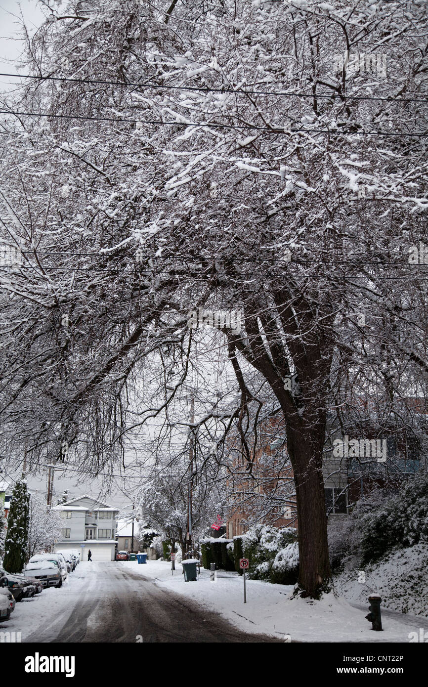Albero in zona ricoperta di neve, Seattle, Washington Foto Stock