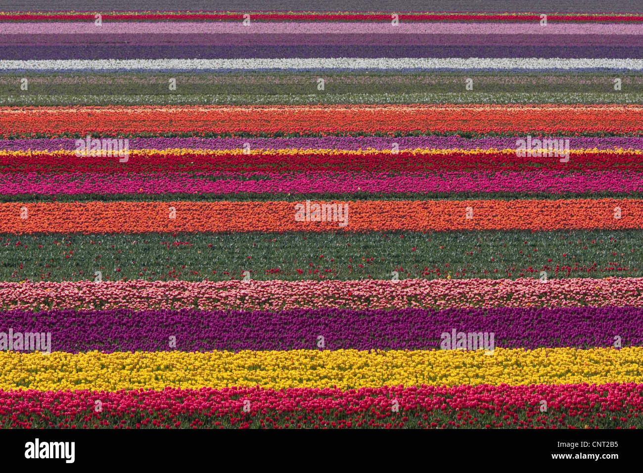 Campi di Tulipani su Texel, Paesi Bassi, Texel Foto Stock