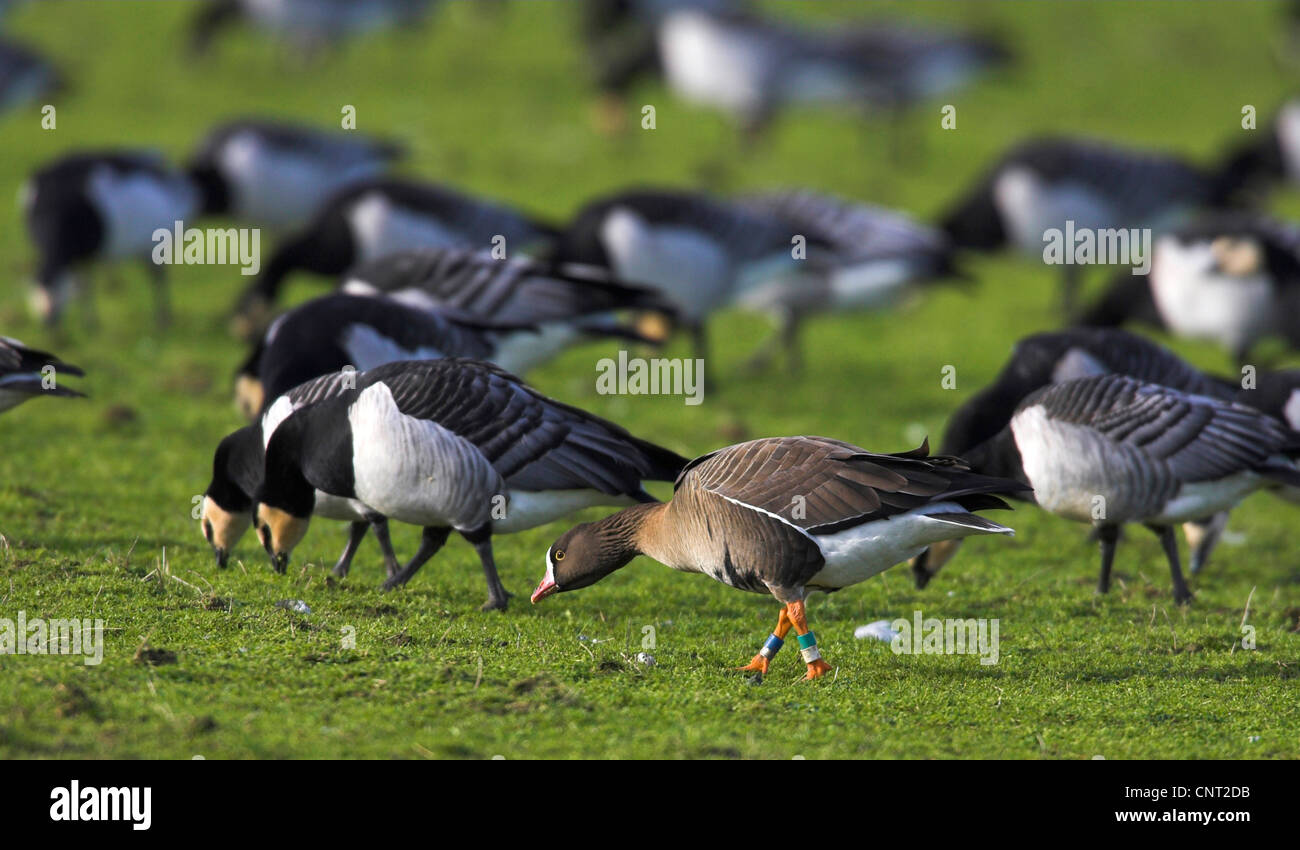 Minor white-fronteggiata goose (Anser erythropus), tra le Oche facciabianca, Paesi Bassi, Frisia Foto Stock