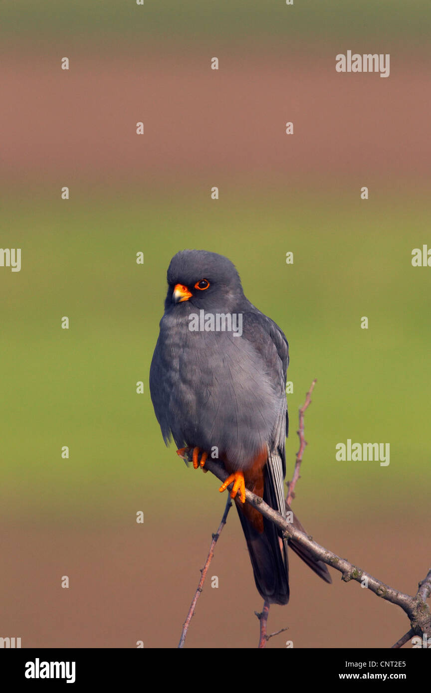 Western red-footed falcon (Falco vespertinus), adulto maschio, Ungheria Foto Stock