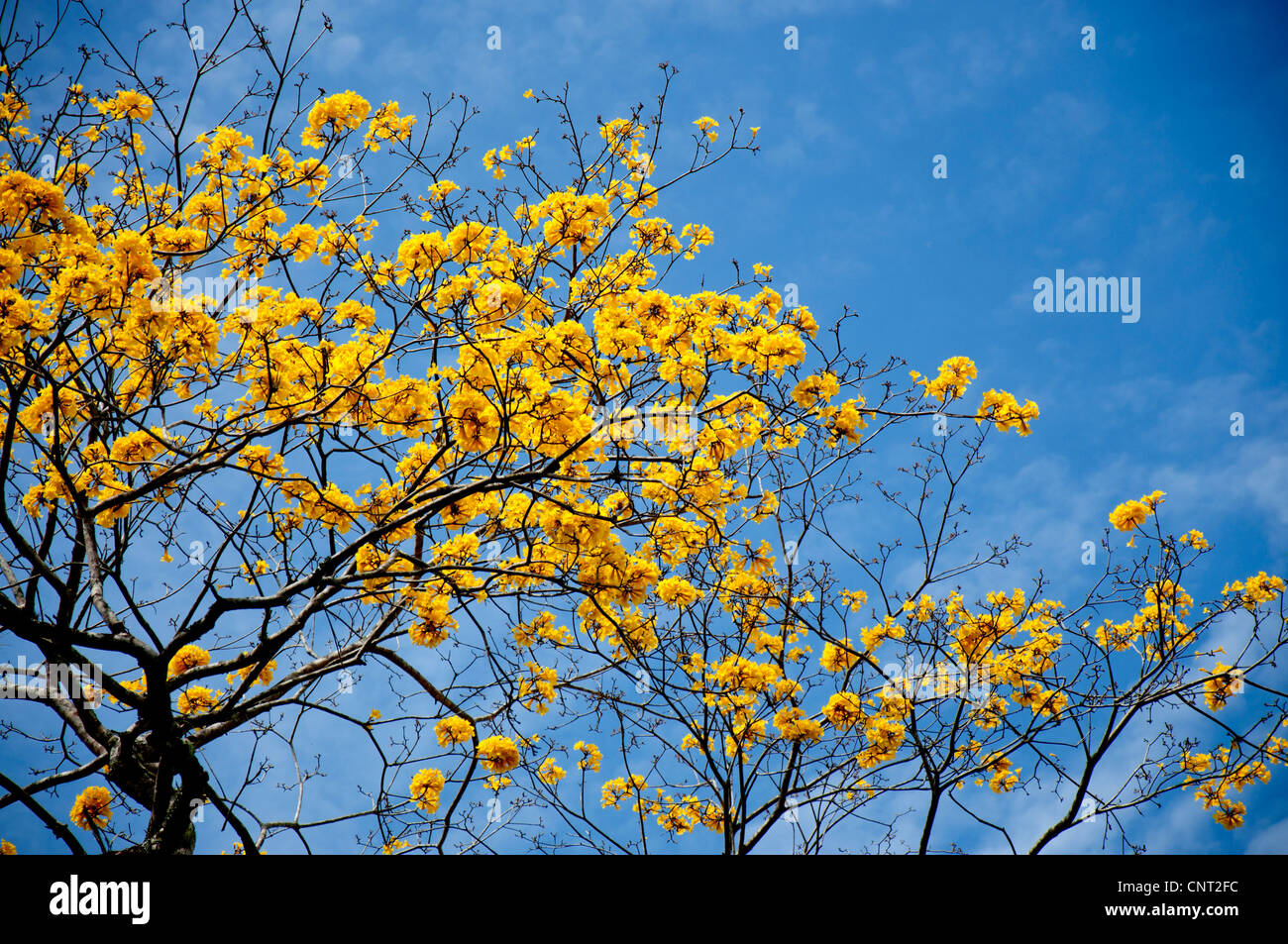Celeste cielo blu, i rami di un albero con piccoli fiori gialli, tranquillità, natura, autunno Foto Stock