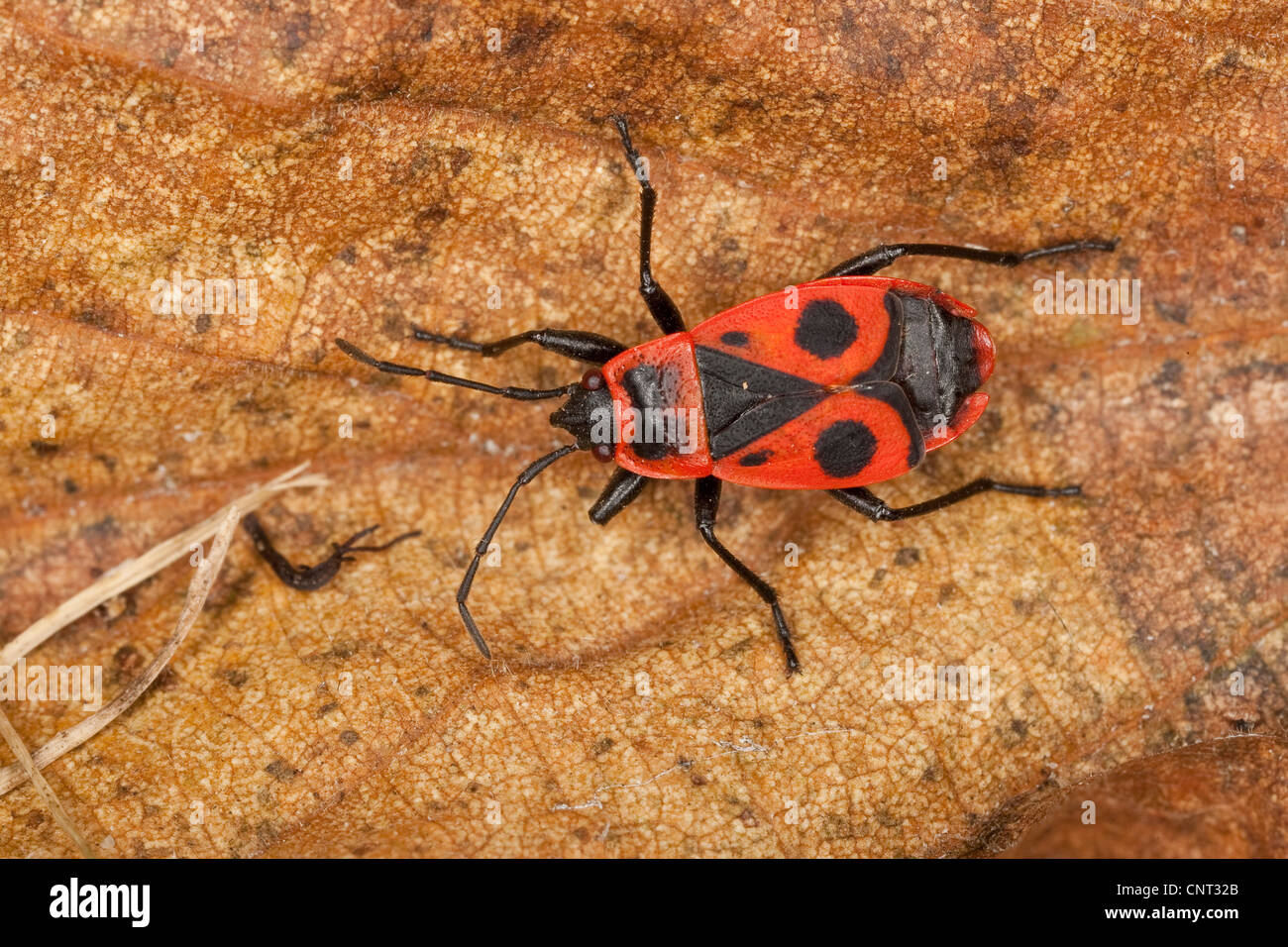 Firebug (Pyrrhocoris apterus), su foglie di autunno Foto Stock