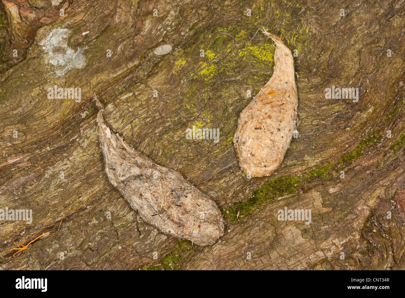 Comune di gheppio (Falco tinnunculus), il gufo agglomerati in forma di pellets di pelliccia e i peli, Germania Foto Stock