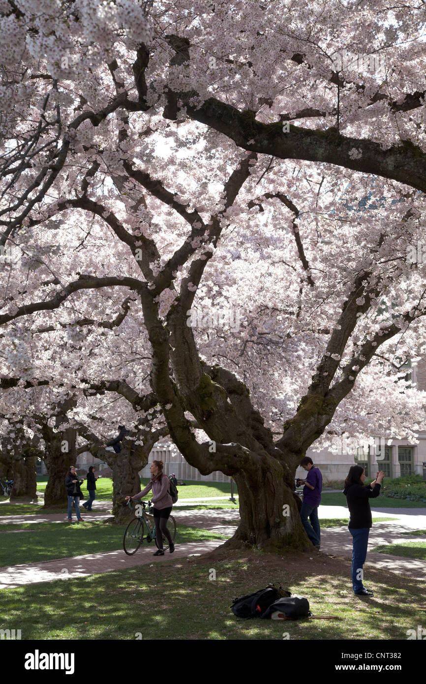 Fiore di Ciliegio su Washington University campus. Foto Stock