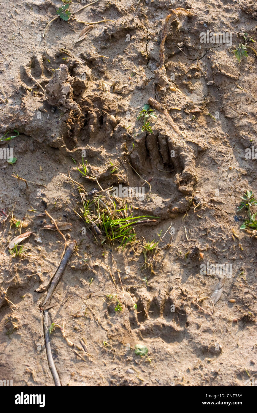 Il vecchio mondo badger, Eurasian badger (Meles meles), impronta nel suolo, Germania Foto Stock