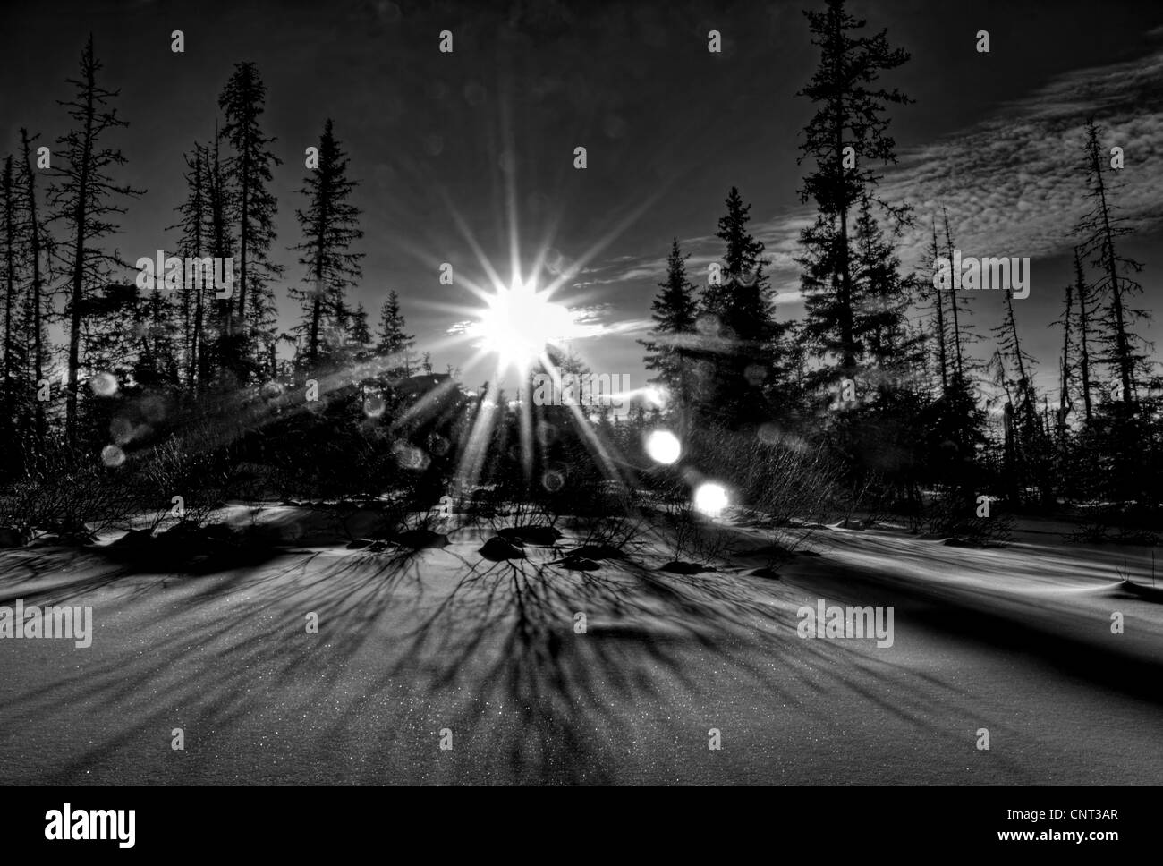 Scena invernale con un sunburst e bokeh di fondo con la neve e le sagome di abete rosso in bianco e nero. Foto Stock