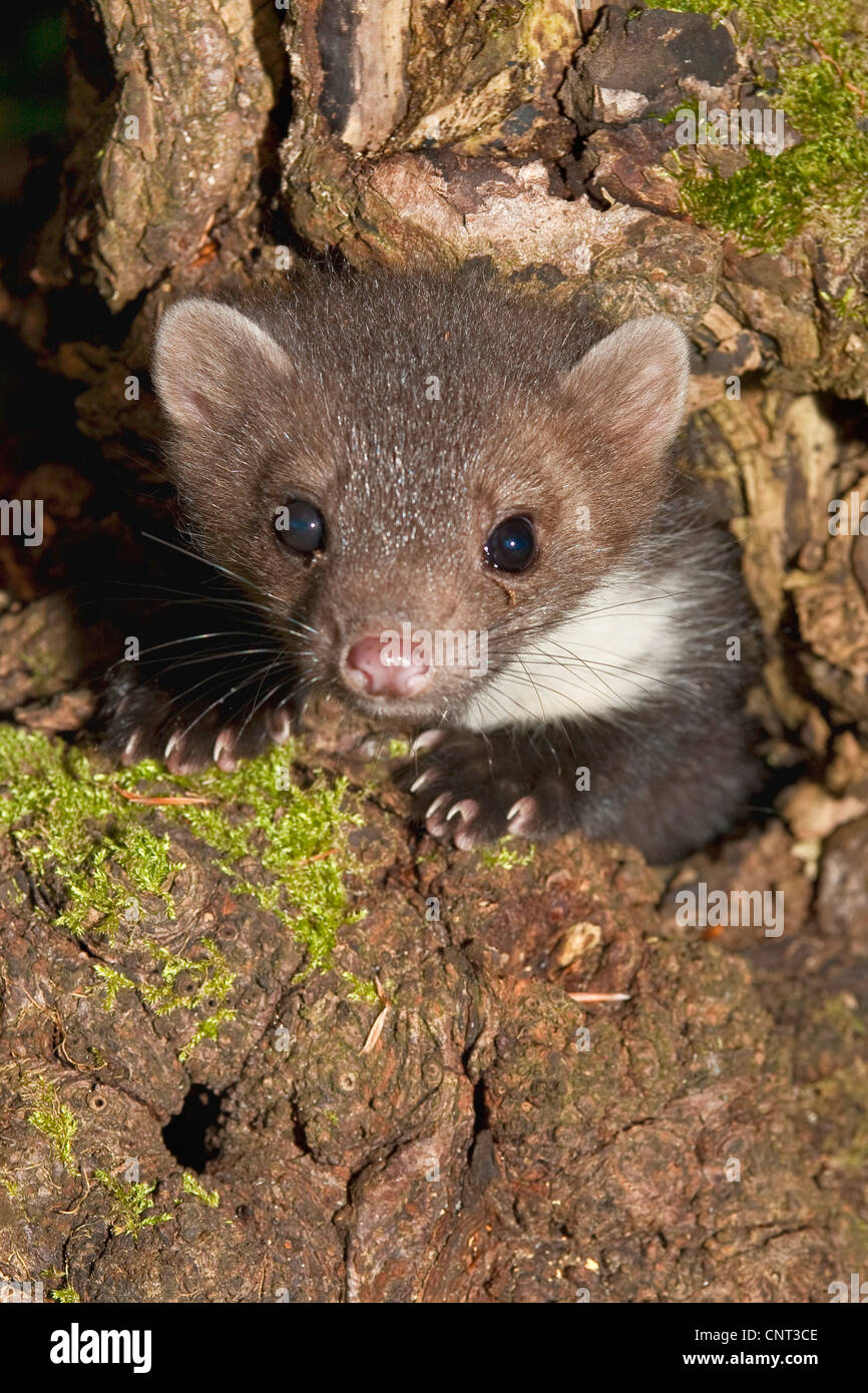 Faina, faina (Martes foina), il peering al di fuori di un foro albero in un albero da frutta, Germania Foto Stock