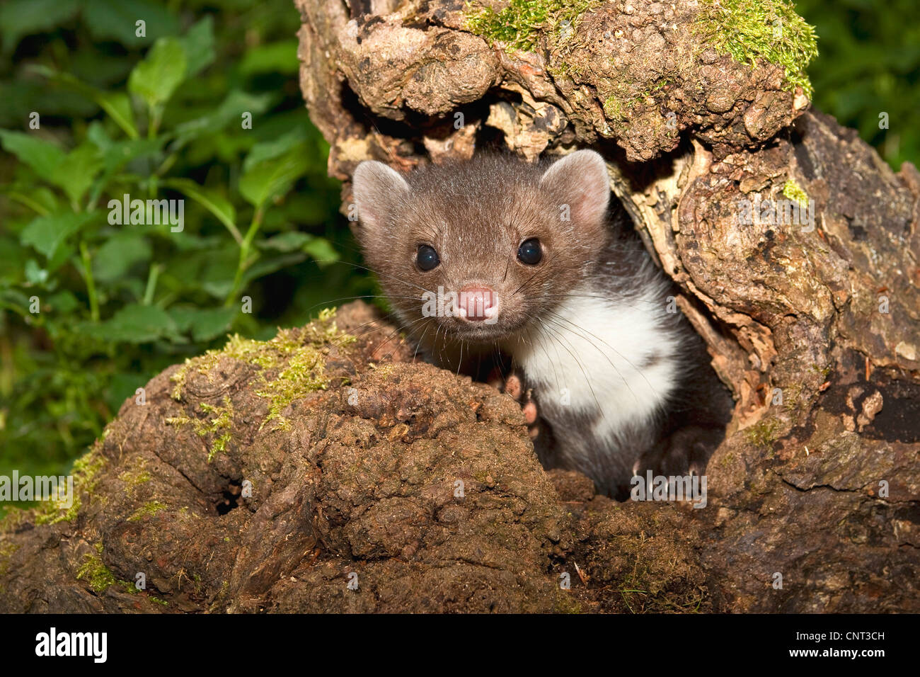 Faina, faina (Martes foina), in corrispondenza di un albero naturale grotta in un albero da frutto Foto Stock