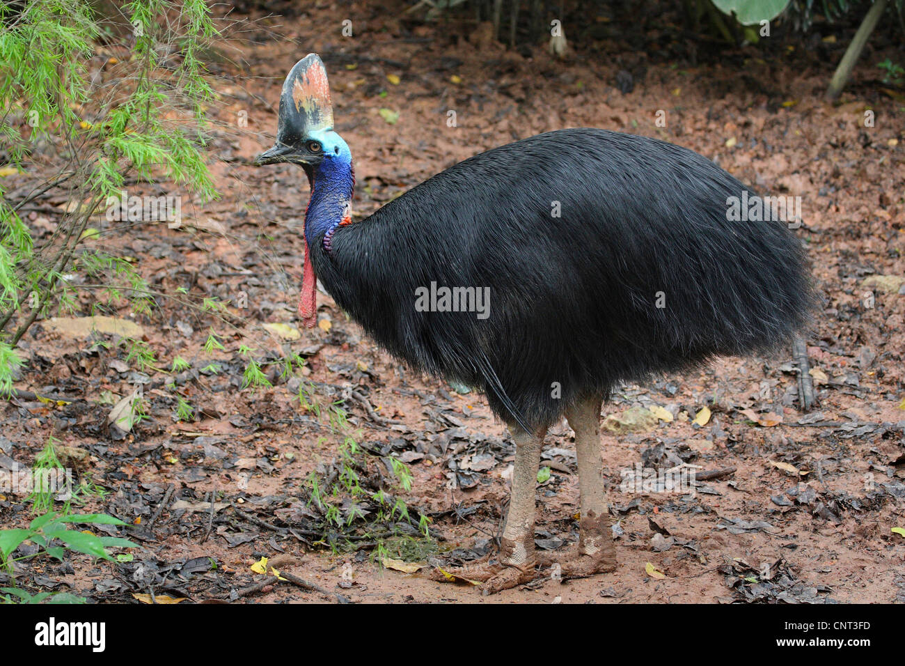 Casuario meridionale, doppio wattled Casuario, Casuario Australiano, due-wattled Casuario (Casuarius casuarius), il singolo individuo, Australia Foto Stock