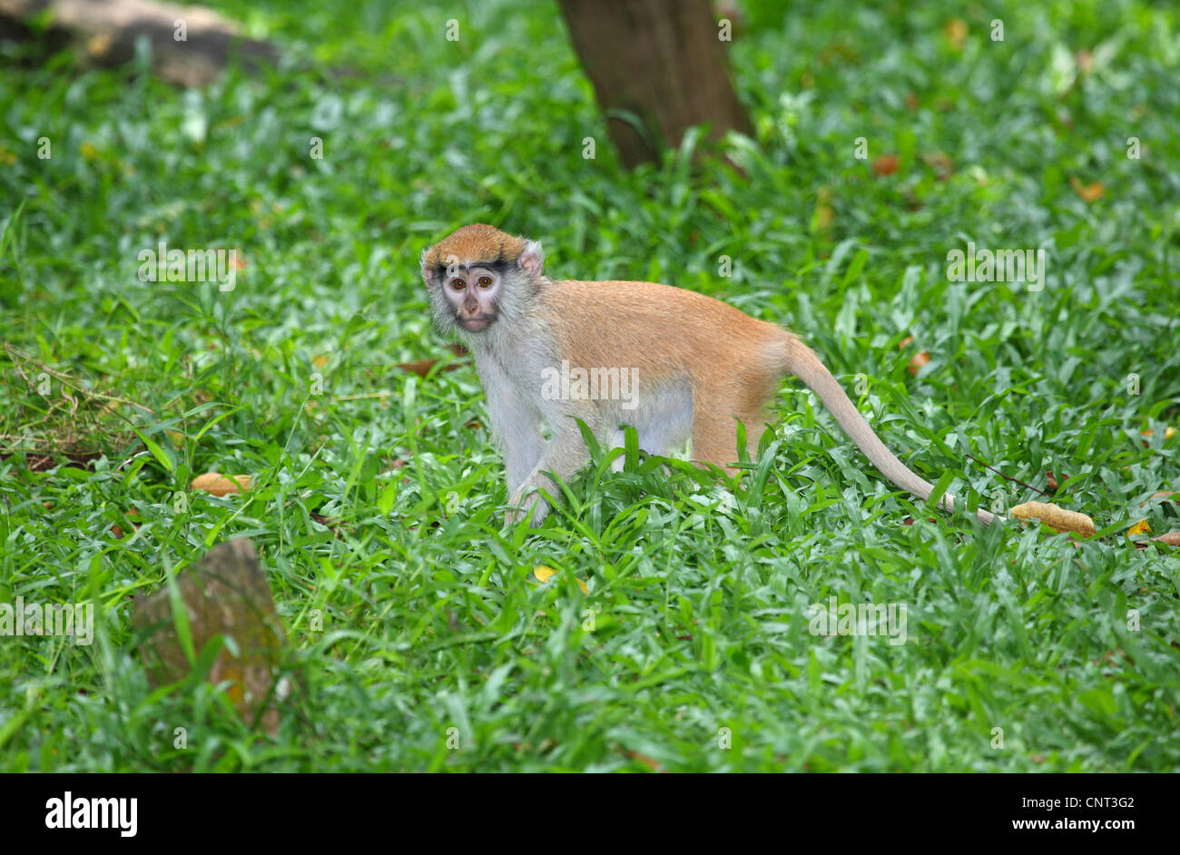 Patas monkey, guenon rosso, rosso scimmia, ussaro scimmia, nisnas (Erythrocebus patas pyrrhonotus), capretti Foto Stock
