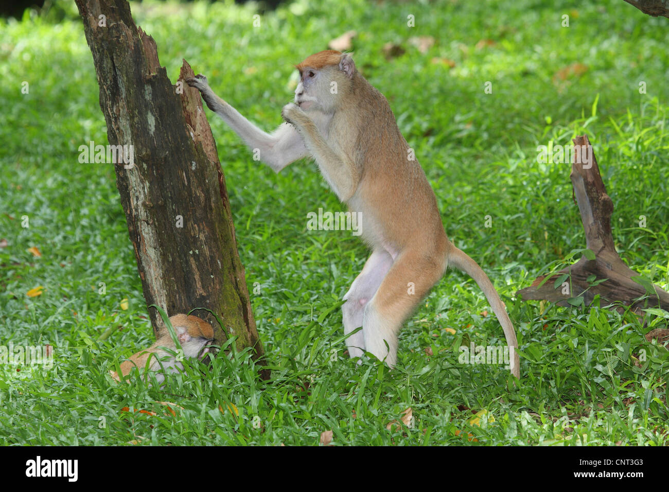 Patas monkey, guenon rosso, rosso scimmia, ussaro scimmia, nisnas (Erythrocebus patas pyrrhonotus), femmina e pup Foto Stock