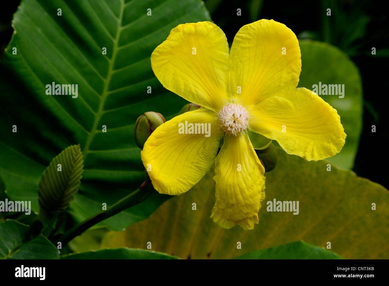 Dillenia (Dillenia suffruticosa), fiore, Malaysia Foto Stock