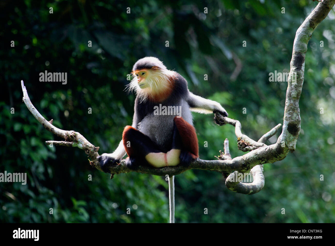 Rosso-shanked douc langur, Colomba langur (Pygathrix nemaeus), il singolo individuo sul ramo, Vietnam Foto Stock