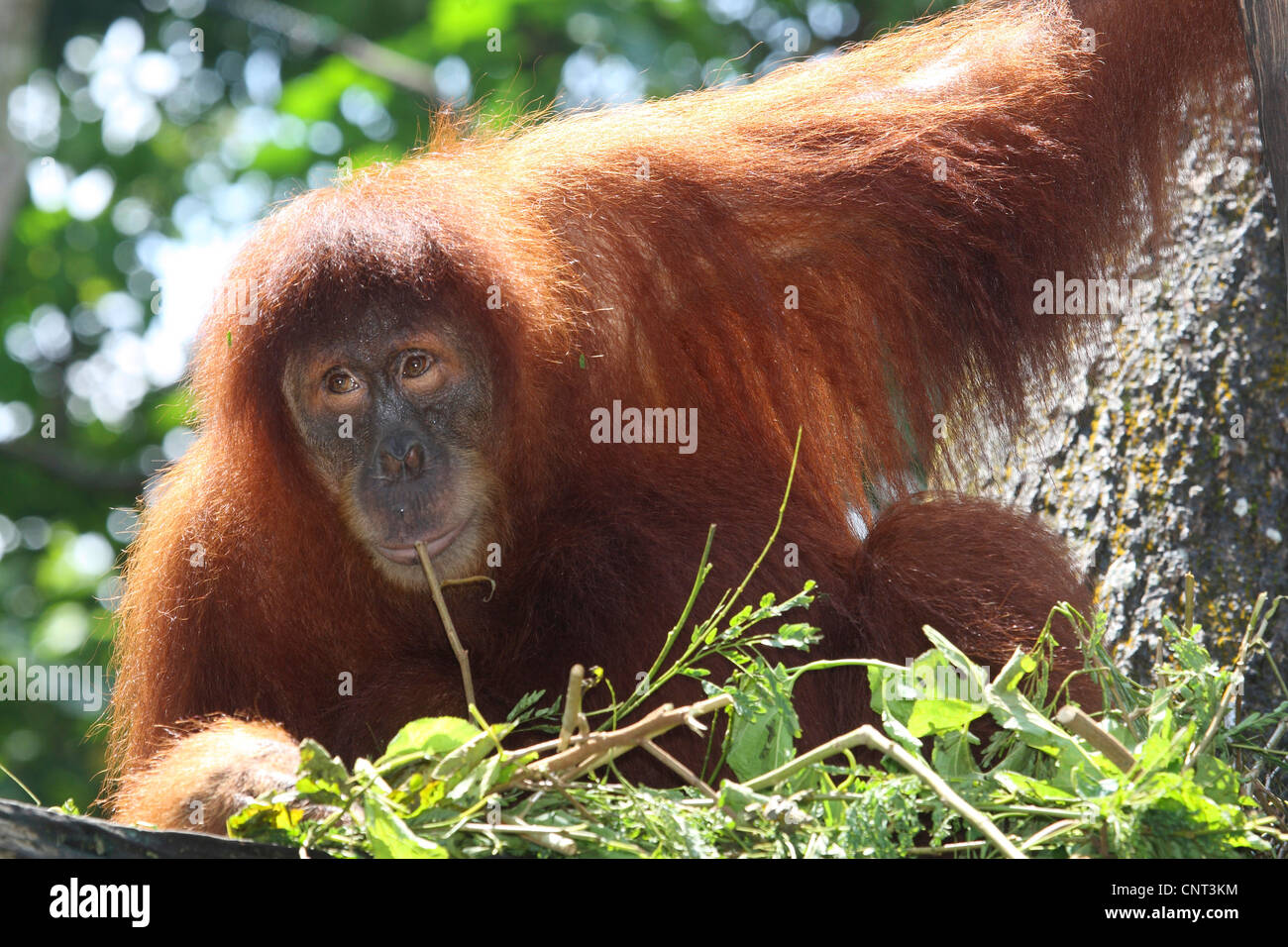Orango, orangutan, orang-outang (Pongo pygmaeus), nel nido del sonno Foto Stock