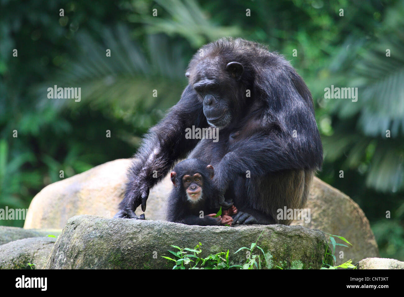 Scimpanzé comune (Pan troglodytes), femmina con cucciolo Foto Stock