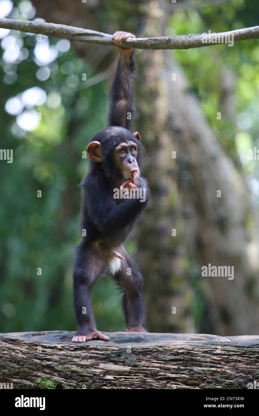 Scimpanzé comune (Pan troglodytes), cucciolo maschio Foto Stock