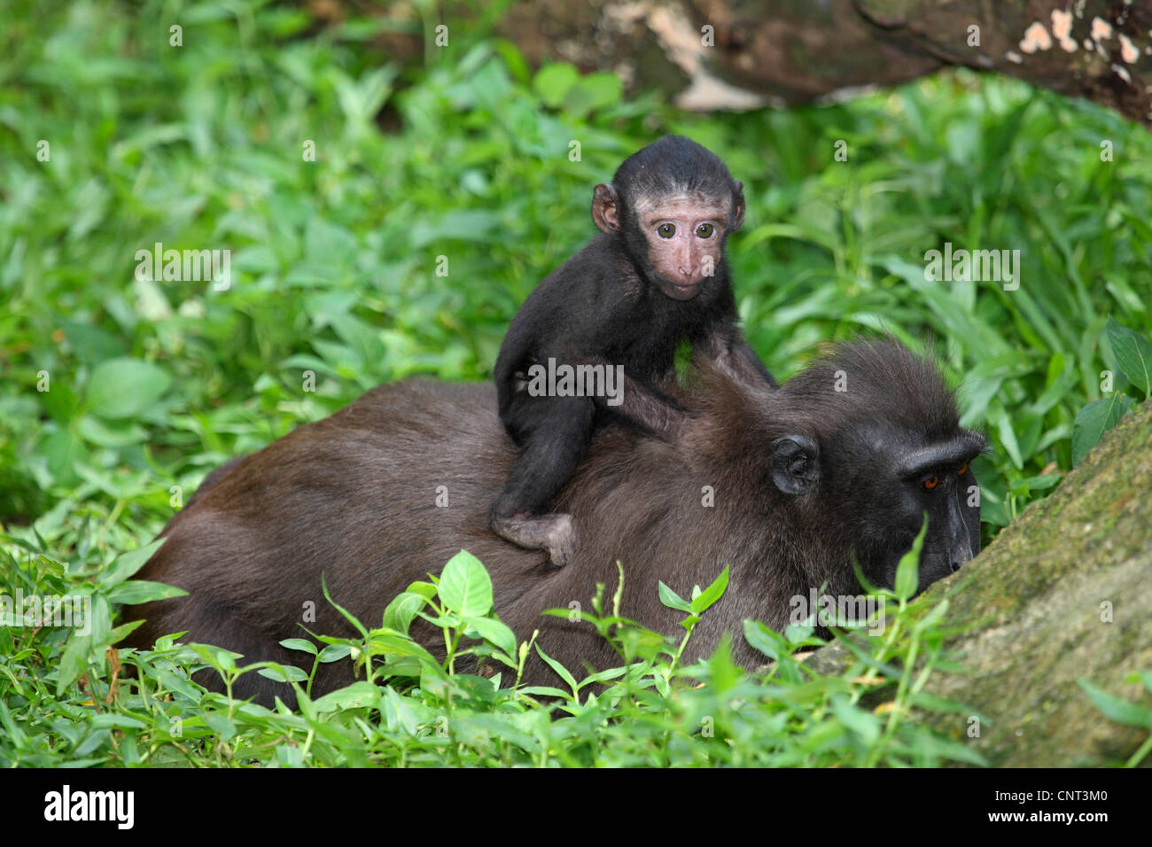 Celebes ape, Celebes black ape (Macaca nigra), con cucciolo Foto Stock