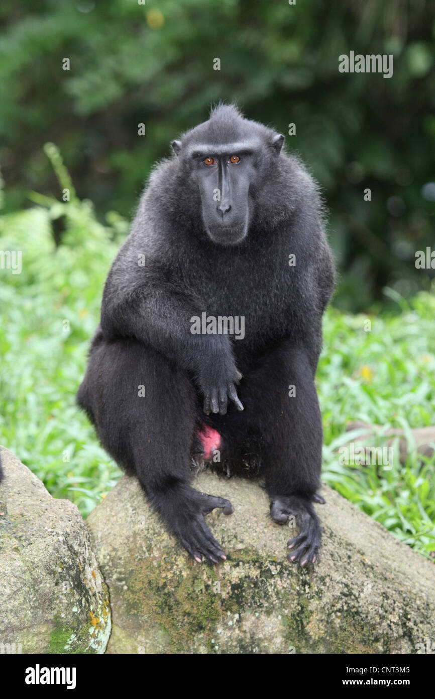 Celebes ape, Celebes black ape (Macaca nigra), maschio Foto Stock