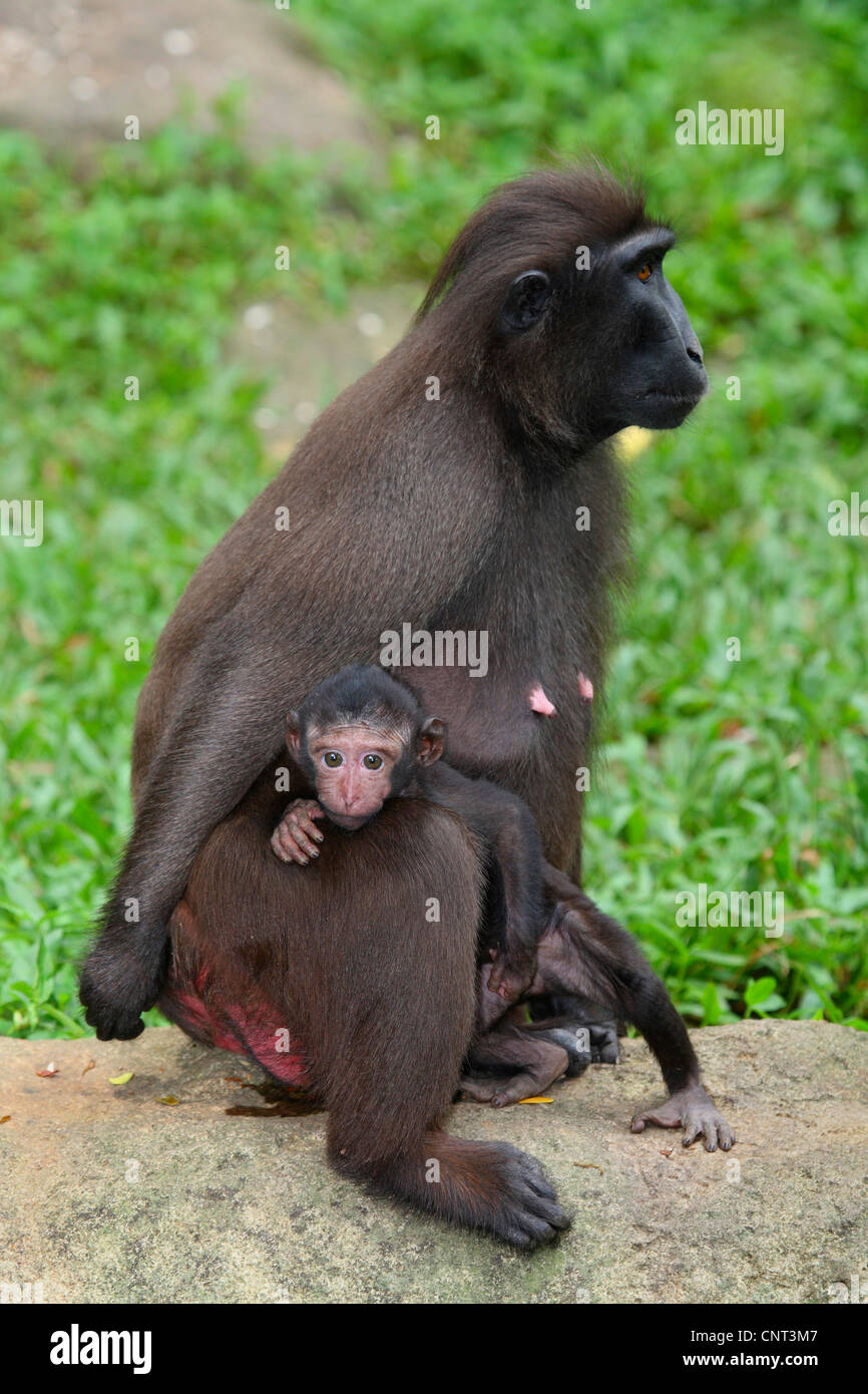 Giovani di macaca nigra Immagini Stock
