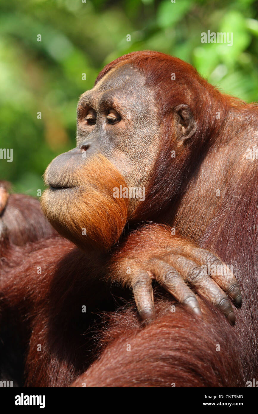 Orango, orangutan, orang-outang (Pongo pygmaeus), ritratto Foto Stock