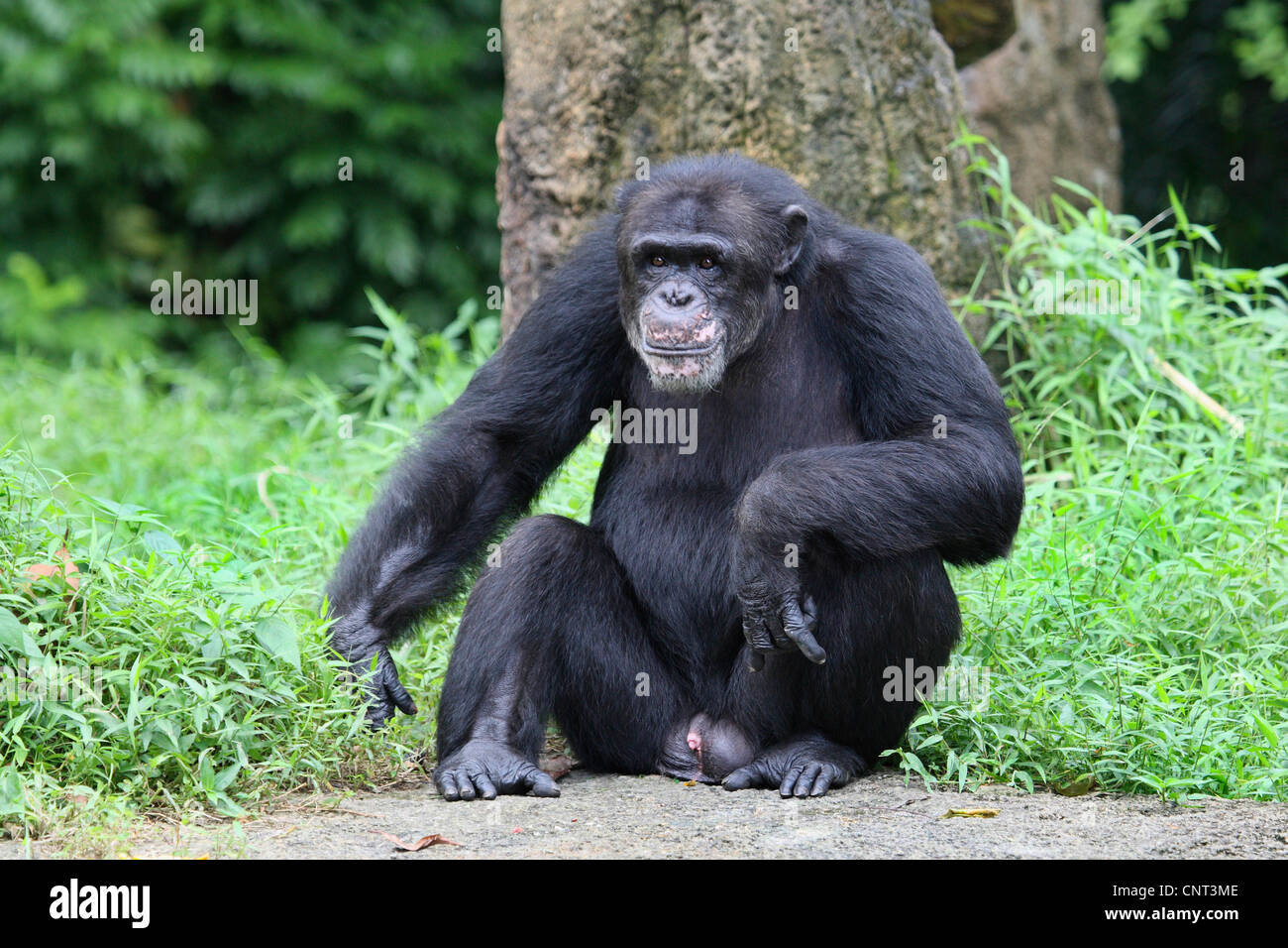 Scimpanzé comune (Pan troglodytes), maschio Foto Stock