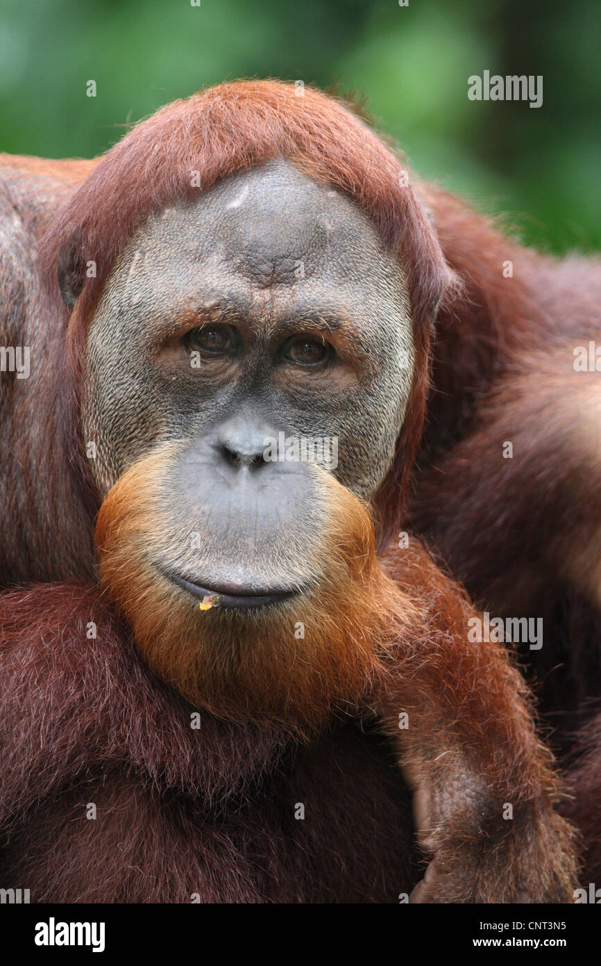 Orango, orangutan, orang-outang (Pongo pygmaeus), ritratto Foto Stock