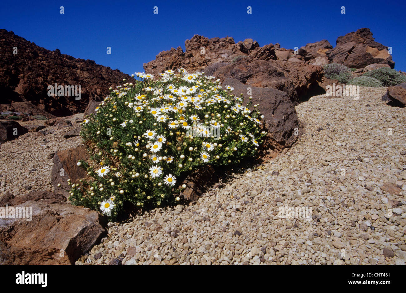 In canarie marguerite (Argyranthemum spec.), fioritura nelle montagne di Tenerife, Isole Canarie, Tenerife Foto Stock