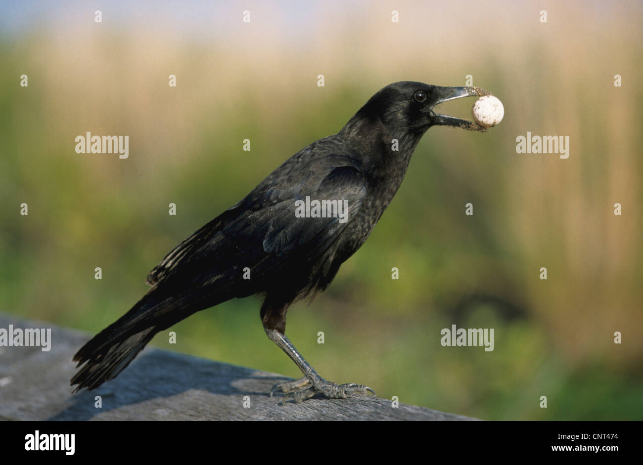 Pesci corvo (Corvus ossifragus), con uova di tartaruga, STATI UNITI D'AMERICA, Florida Foto Stock