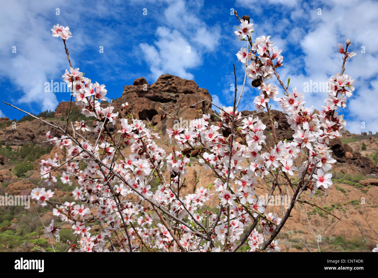 Mandorla dolce (Prunus amygdalus var. dulcis, Prunus dulcis var. dulcis), fioritura, vicino a Ayacata, isole canarie Gran Canaria Foto Stock